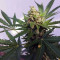 Tangie Regular (Reserva Privada)
