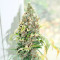 Tropicanna Poison F1 Fast Version Feminized Seeds (Sweet Seeds)