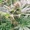Semillas feminizadas Watermelon Z (Barney’s Farm)