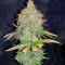 OG Kush Autoflower (Herbies Seeds)