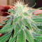 White Widow Fast Version (Herbies Seeds)
