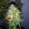 Original Auto AK Seeds