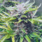 Auto Purple strain