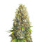 Semillas feminizadas Black Jack (Sweet Seeds)