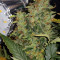 Blueberry 420 Auto feminized seeds