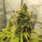 Graines de cannabis CBD Blue Shark (Barney's Farm)
