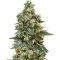 Critical (Big Head Seeds)