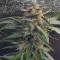 Girl Scout Cookies Auto (Garden Of Green)