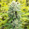 Josh D OG Seeds