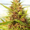 Malawi x PCK (Ace Seeds)