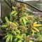 Original Auto BubbleGum Seeds