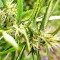 Graines de cannabis Panama Haze (Ace Seeds)