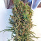 Rockbud feminized seeds