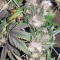 Graines de cannabis Sherbet (Seedstockers)