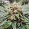 Semi femminizzati Sour Blues Auto