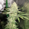 Graines de cannabis Sour Kosher (DNA Genetics)
