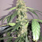 Super Auto Lemon Haze (Original Sensible Seeds)