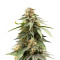 Critical Auto feminized seeds