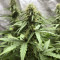 White Widow Autoflowering CBD feminized seeds
