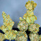 Sementes de Blackberry Moonrocks Feminizadas (AlphaFem Seeds)