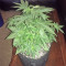Blue Cheese Automatic cannabis strain