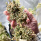 Blue Dream Autoflower Feminized Seeds (Seedkeepers)