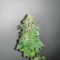 Blue Dream Haze (Cali Connection Seeds)