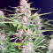 Bruce Banner Autoflower Feminized Seeds (Seedkeepers)