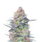 Buddha Kush OG (Big Buddha Seeds)