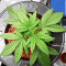 Cherry Pie (Female Seeds)
