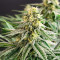 Ghost Train Haze x Pellezino (Herbies Seeds)