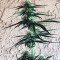 Girl Scout Cookies Auto (Auto Seeds)