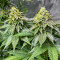 Girl Scout Cookies Fast Version Feminized Seeds (Easy Grow Seeds)