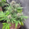 Graines féminisées de Keep Frosted Guava Autoflower (Seedkeepers)