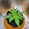 Lemon Haze Auto (Expert Seeds) feminized seeds