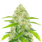 Semi femminizzati originali Auto Chemdawg