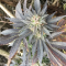 LSD Seeds - Cannabis Strain Seeds for Sale