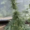 Semi di cannabis fem Gelato Auto in vendita