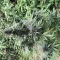 Semi di cannabis fem Gelato Auto in vendita