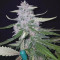 Acquista semi femminizzati Royal Gorilla di Royal Queen Seeds