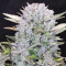 Venta de Lemon Pie Auto (Fast Buds) | Semillas de marihuana feminizadas