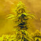 Tropicanna Banana | Strain Information | Seeds For Sale | Reviews