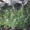Comprar Grandaddy Purple (GDP) no Brasil