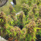 Original Auto Jack Herer Seeds - Cannabis Strain Seeds for Sale