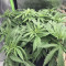 Girl Scout Cookies feminized seeds for sale by Garden of Green