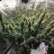 Gorilla Cookies Seeds
