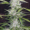 Venta de Blue Auto Mazar (Dutch Passion) | Semillas de marihuana feminizadas