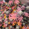 Dos Si Dos 33 Seeds (Barney's Farm) - Cannabis Strain Seeds for Sale