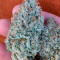 White Rhino seeds for sale by Green House Seeds