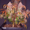Buy Skywalker Haze feminized seeds by Dutch Passion